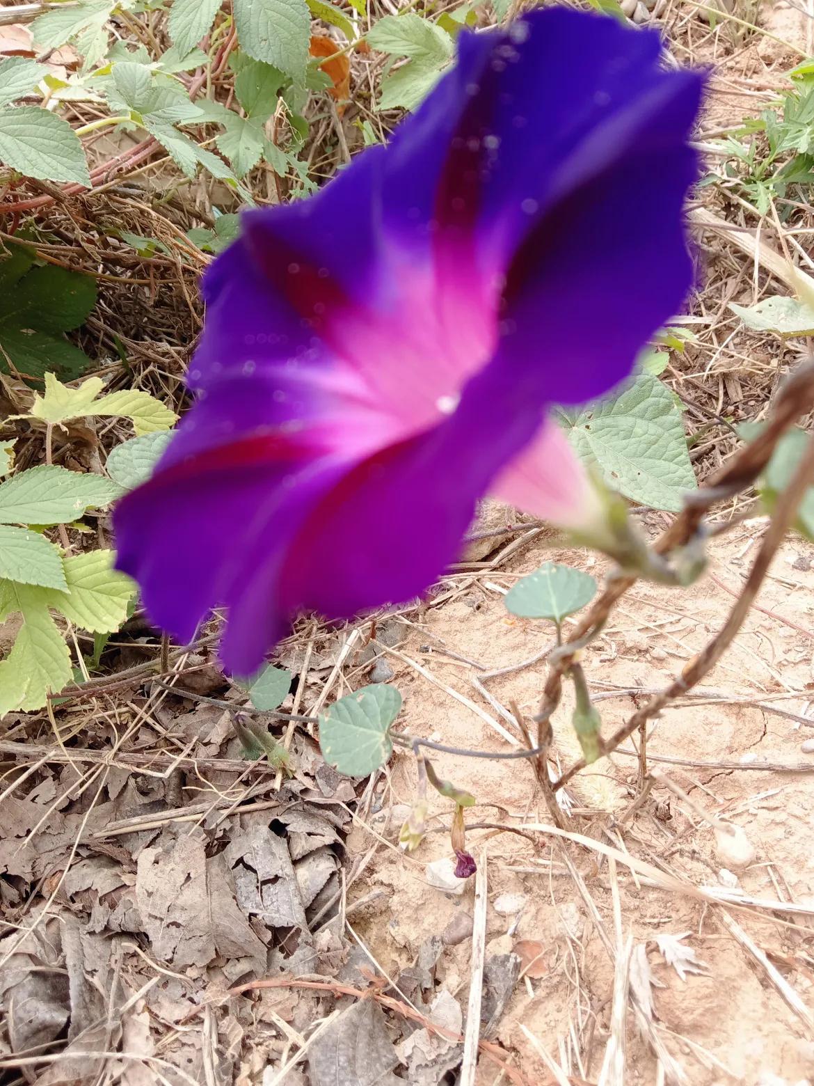 #秋日生活打卡季#
天气不太好，有点凉，深秋，橘奴饱霜大部分花都谢了，闻有牵牛花