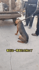 狗的忠诚度是毋庸置疑的，
放看到这一幕，
狗真的已经绝望。

前面的深渊等着，