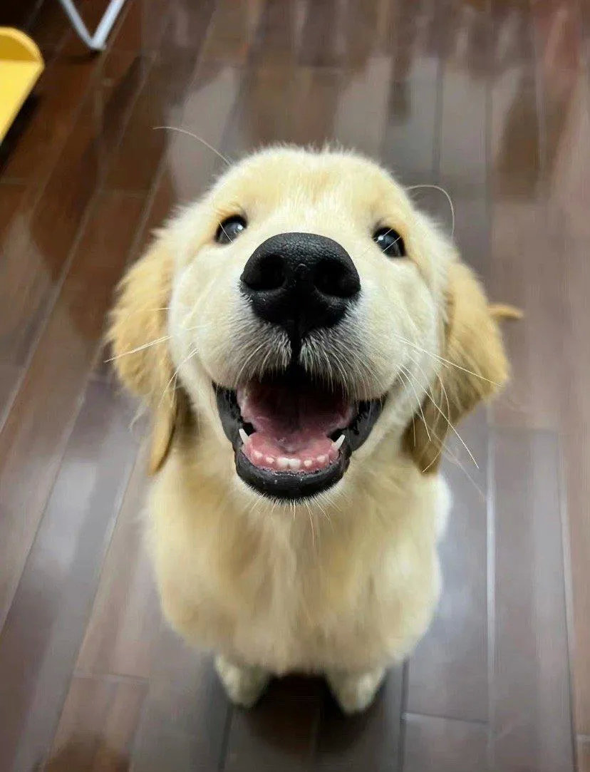 小金毛：姨姨们，我换牙了，给你们看一下！