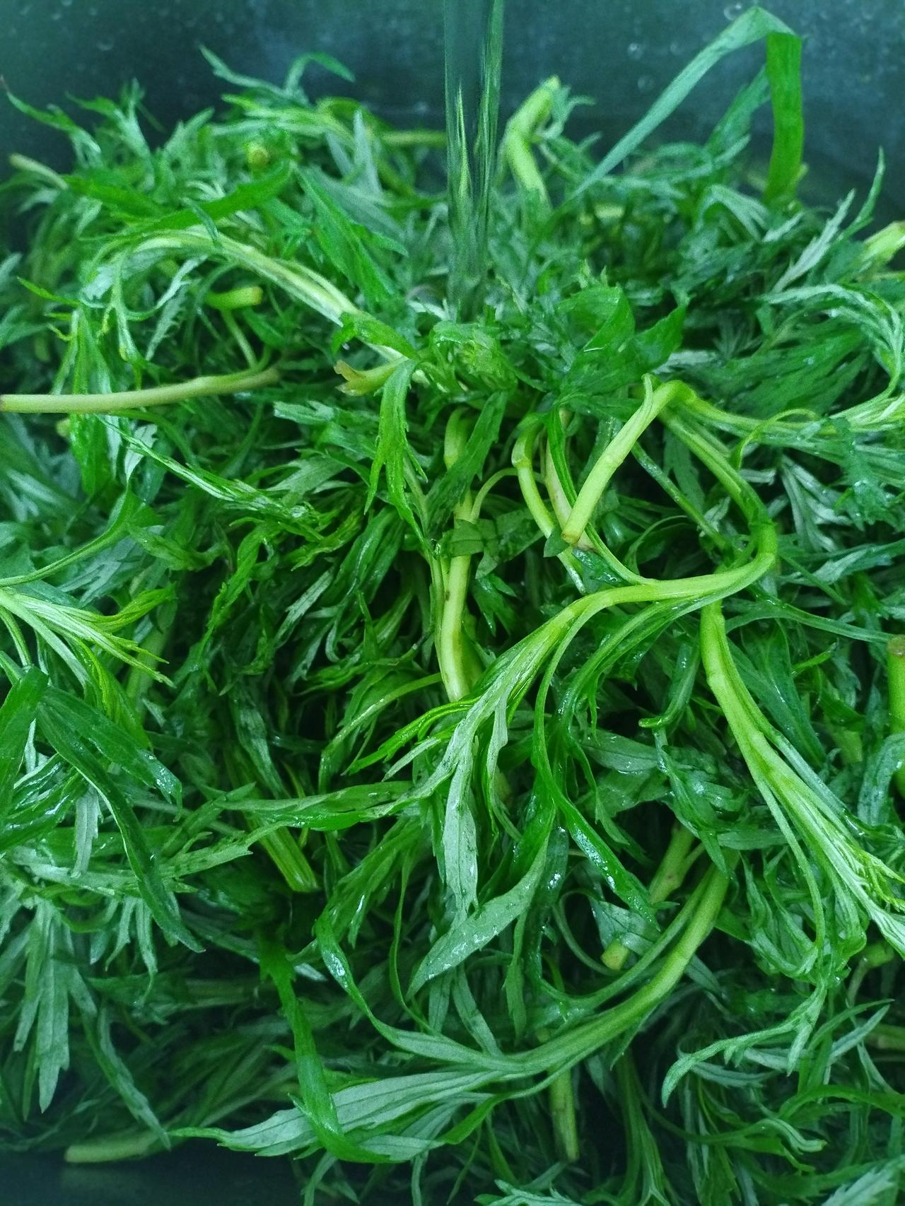 早市寻得柳蒿芽，一口鲜气入春来
 
早市新挑柳蒿芽，
清芬带露润春茶。
归厨细洗