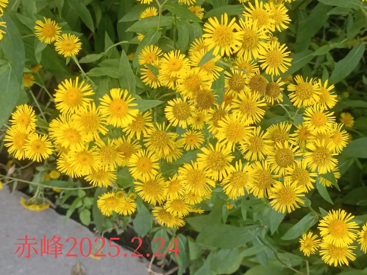 随手拍的花分享路边随拍，最艳小黄花。