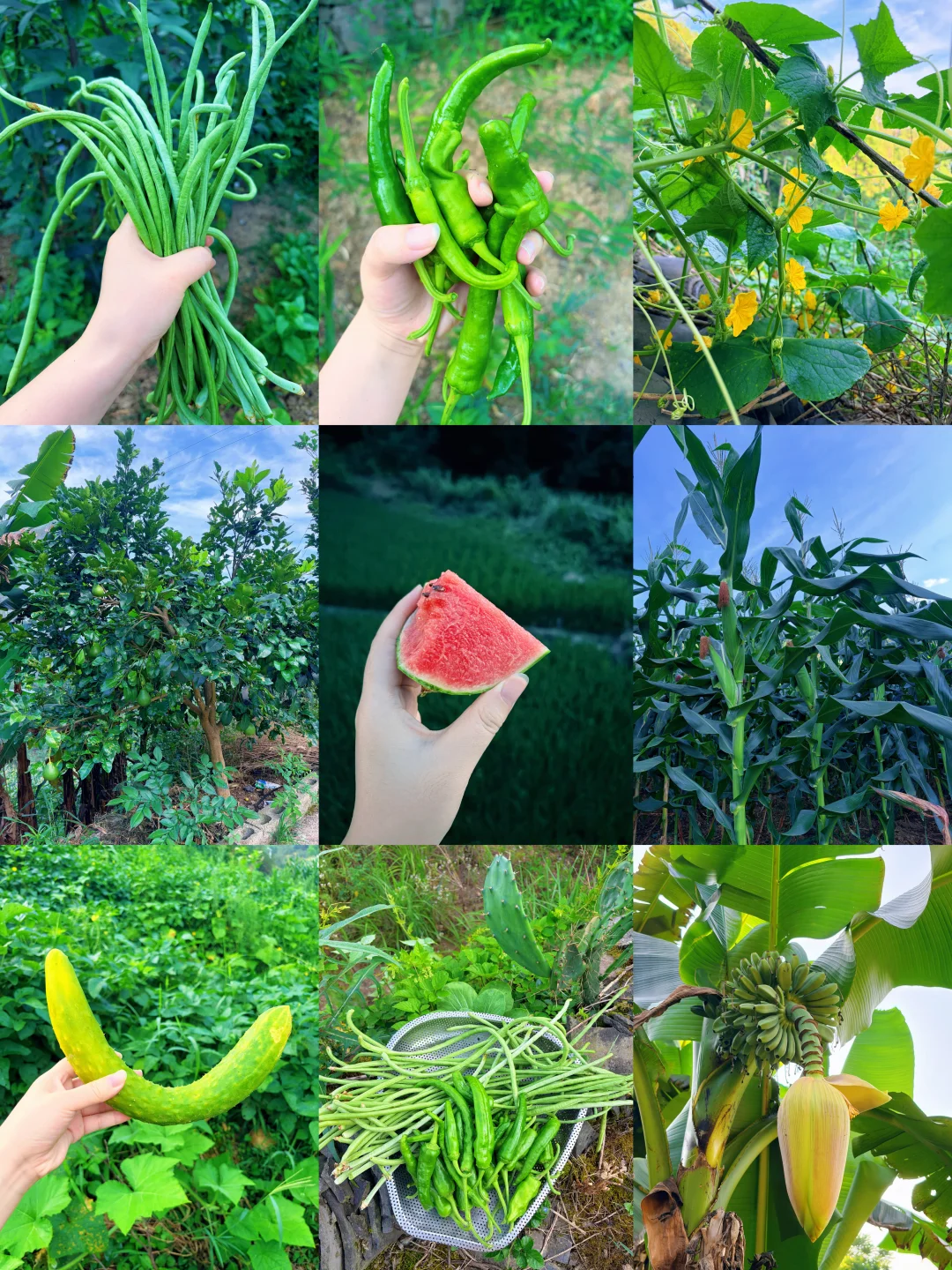 村里的夏天，才是真正的夏天🍉🌽🥒🍆