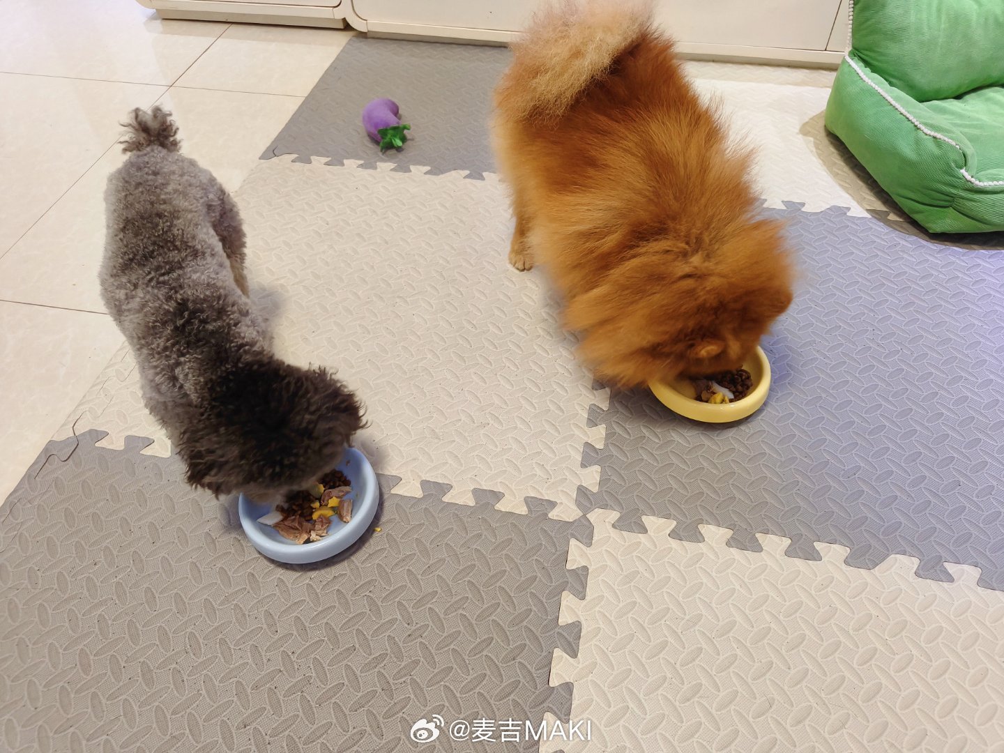 每日萌宠打卡3-2-1-吃猜猜谁吃的快 