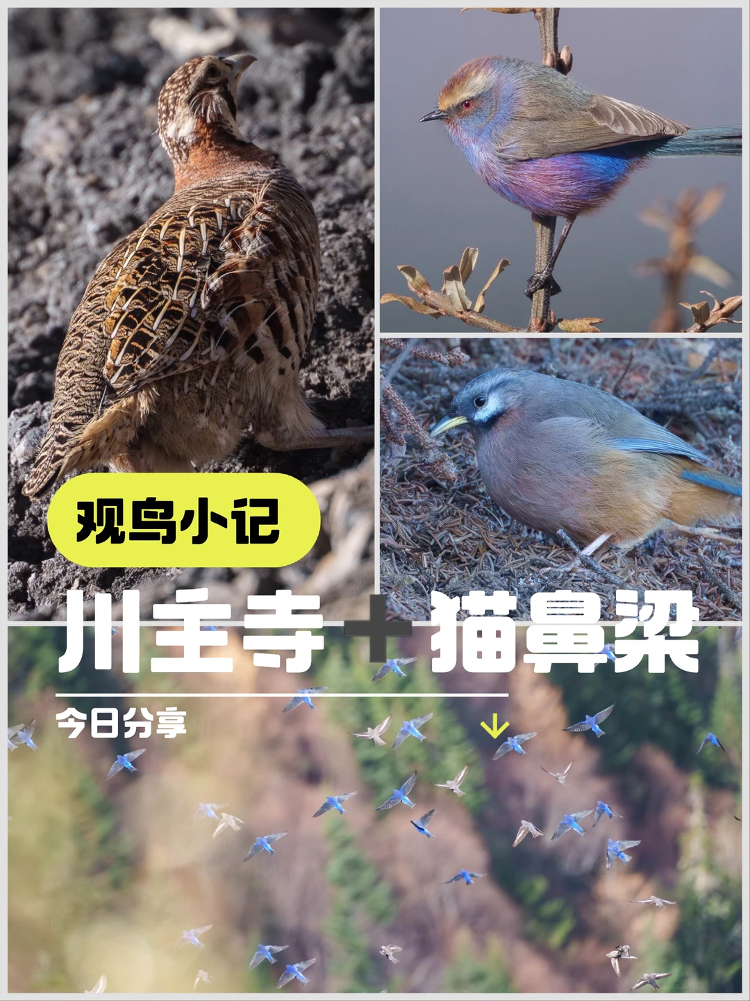 川主寺vs猫鼻梁：pick巴朗山观鸟平替？