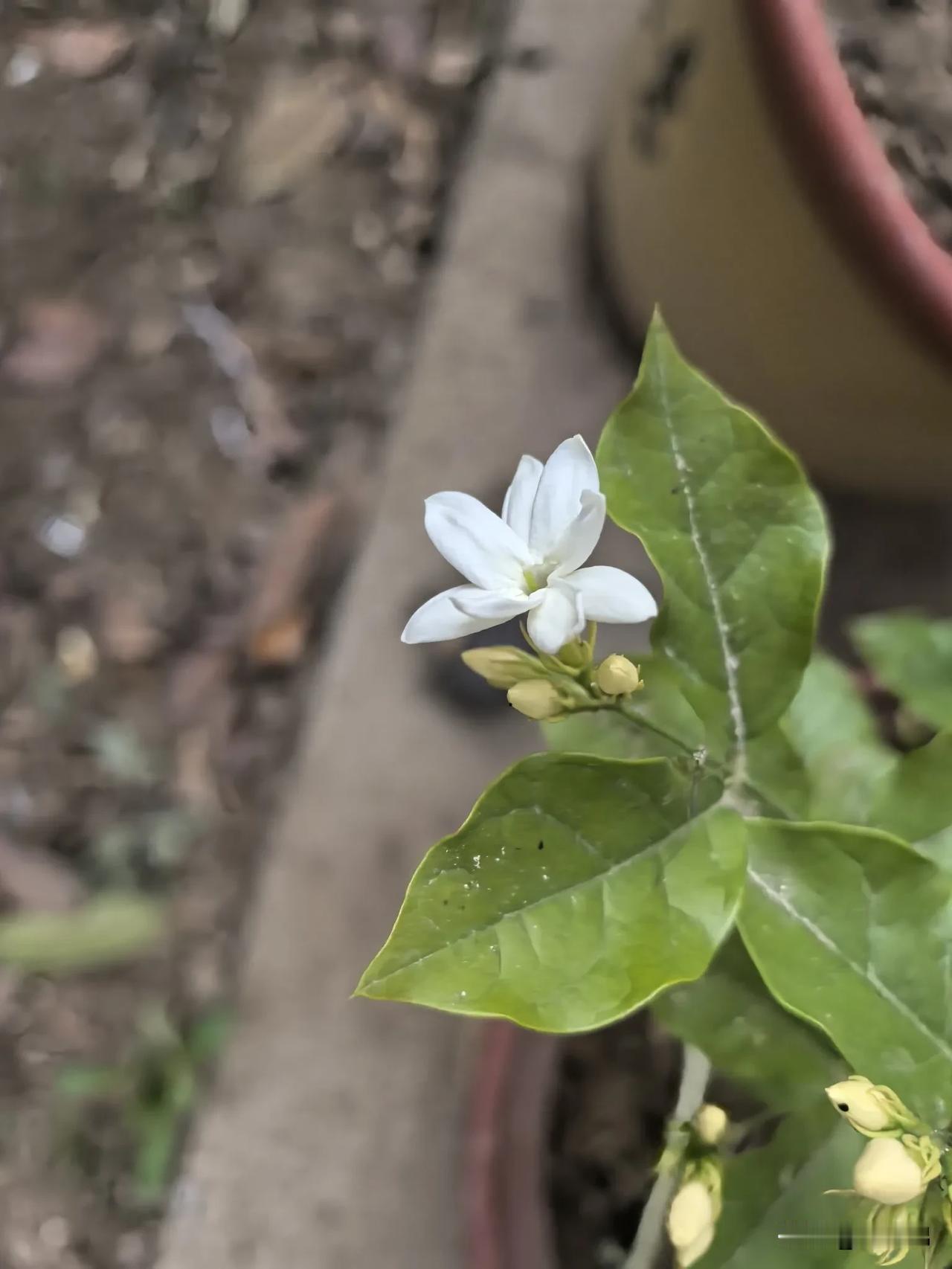 都道是“八月桂花香”，为什么现在就开了，也嗅不到桂花的香气，难不成桂花也热糊涂了