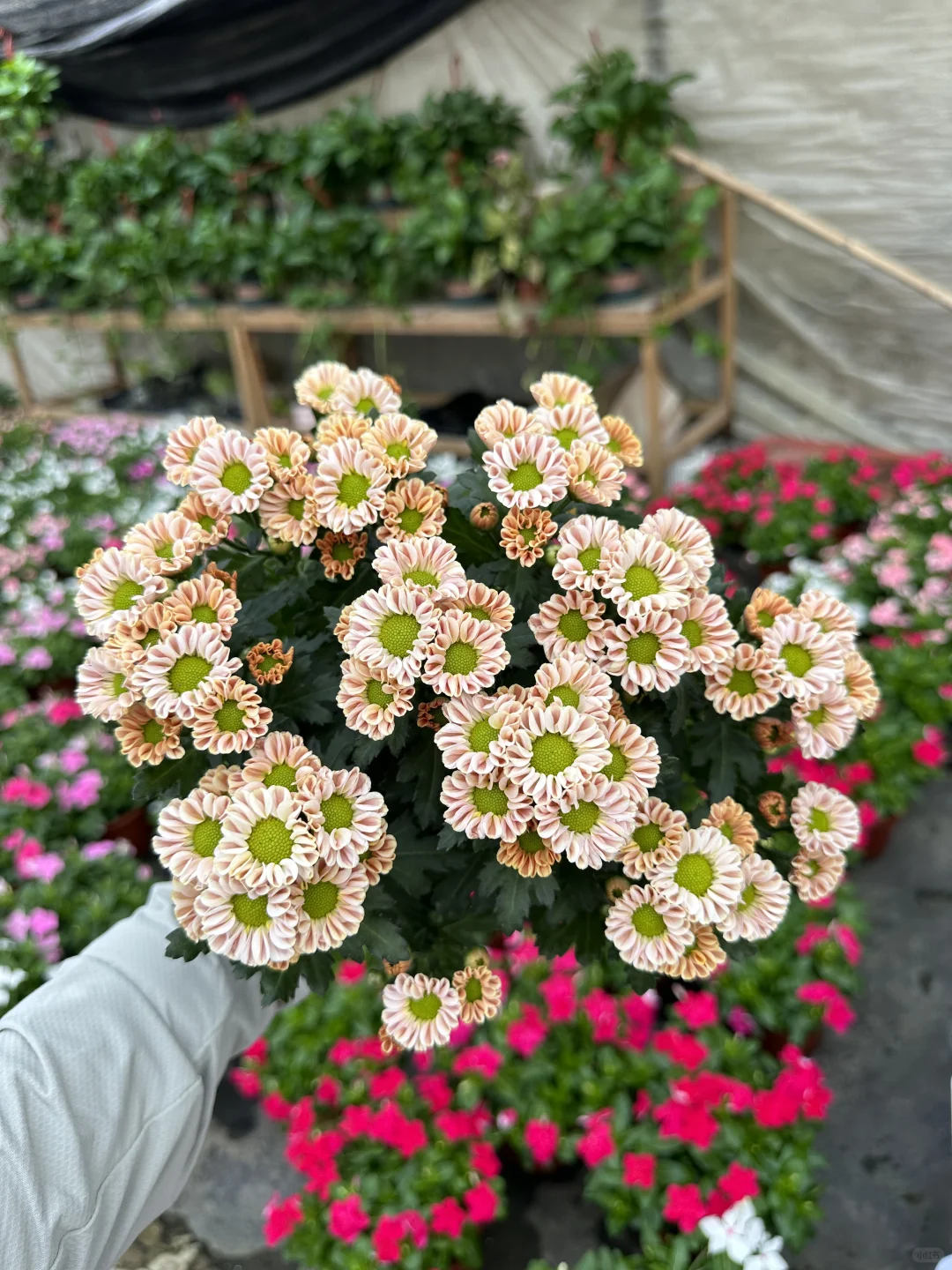切花菊