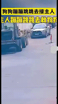 主人开车回家，老远两只狗子蹦蹦跳跳跑过去迎接。
谁料路中间有口井，井盖早就坏了没