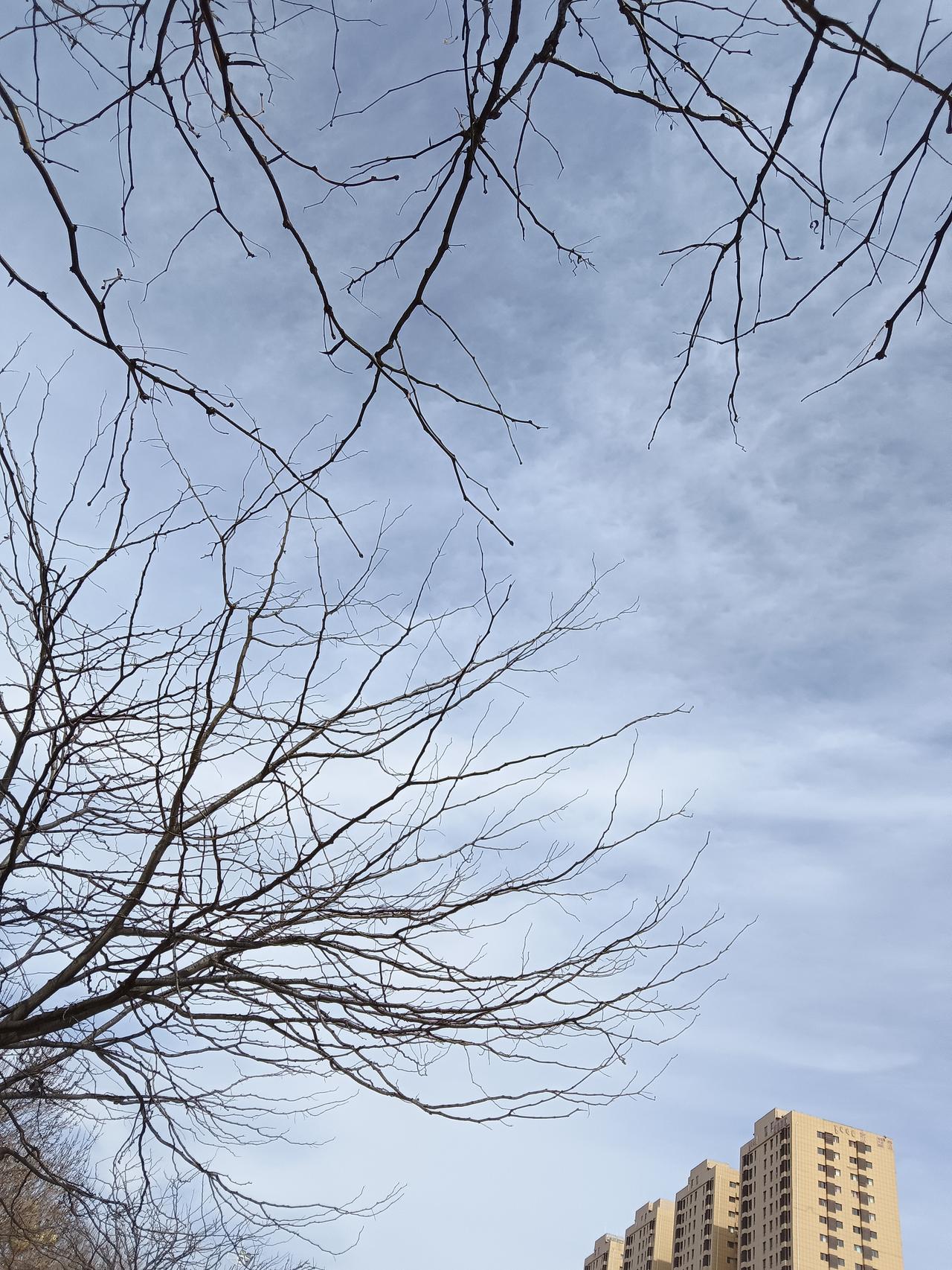 春日寒枝与高楼相伴，静谧与现代交织。