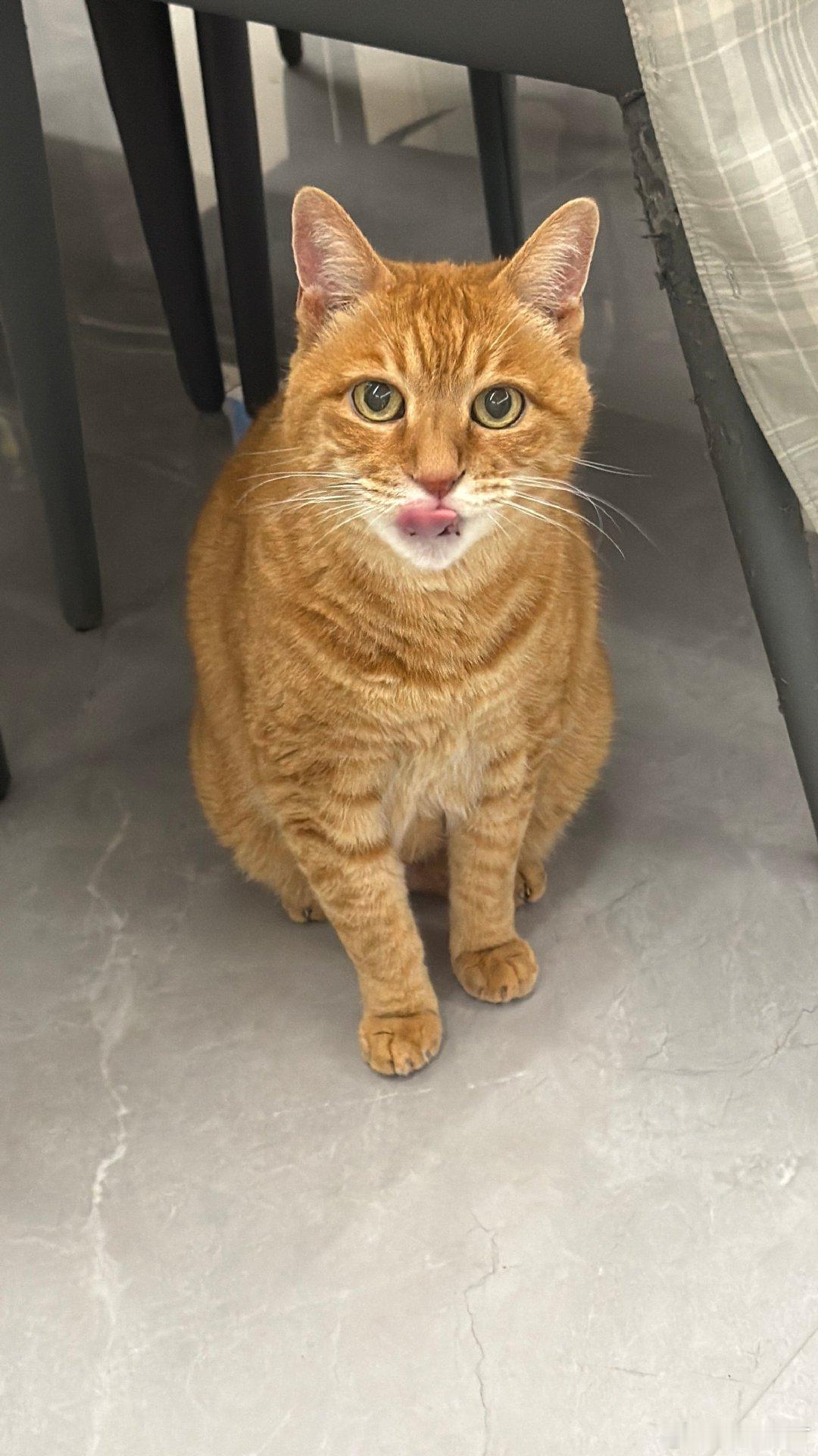 可爱黄猫 