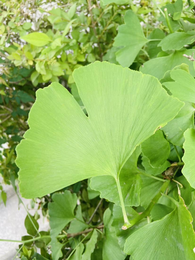 夜晚的雨停了，白天的风起了，假日结束，也就该回归五月的日常生活😊

只是回归之