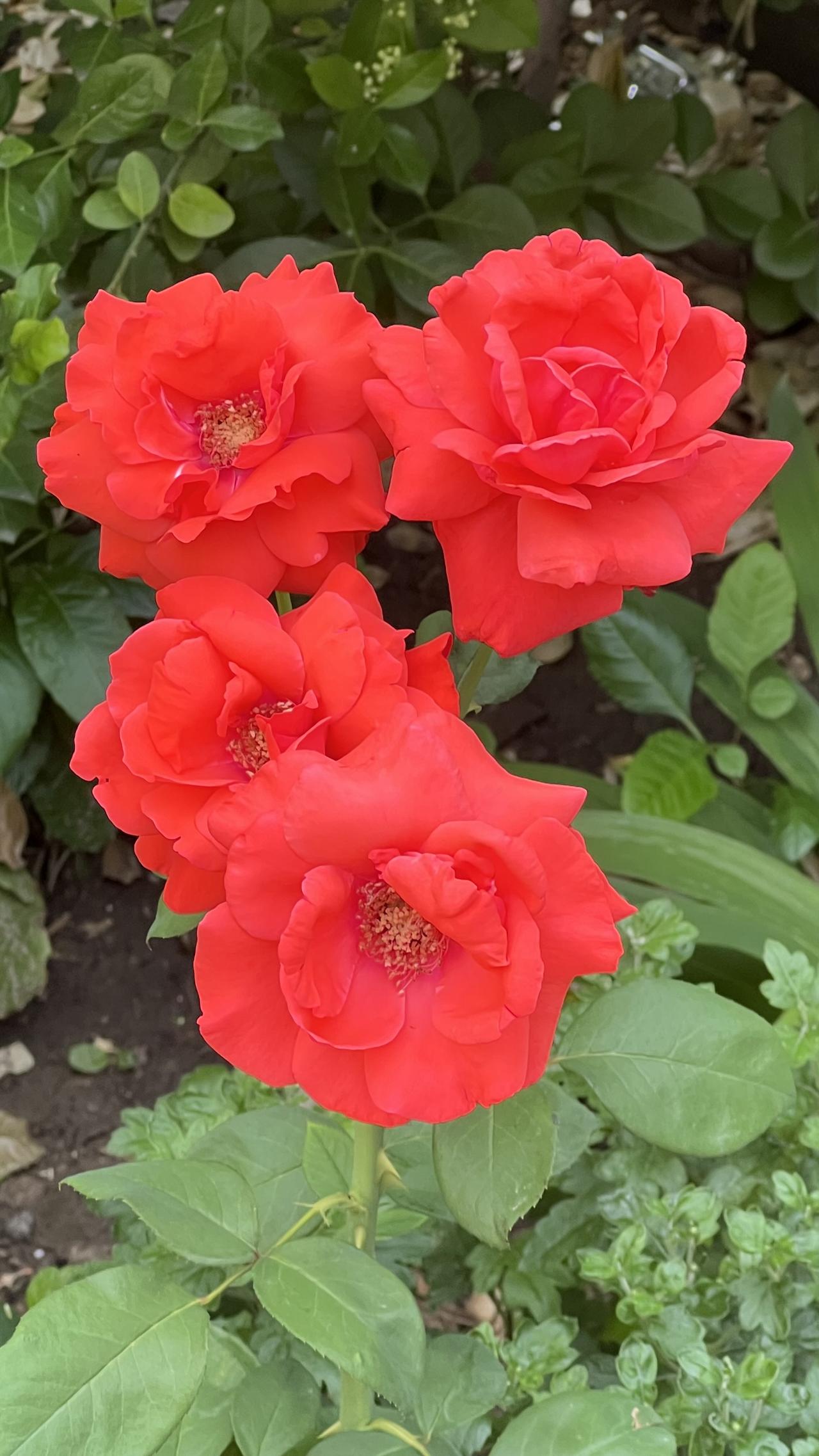 分享美丽绽放的花朵