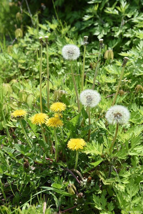 蒲公英之歌


蒲公英，婆婆丁，
伴着春意遍地生。
白花黄花竟相放，
不与他花去