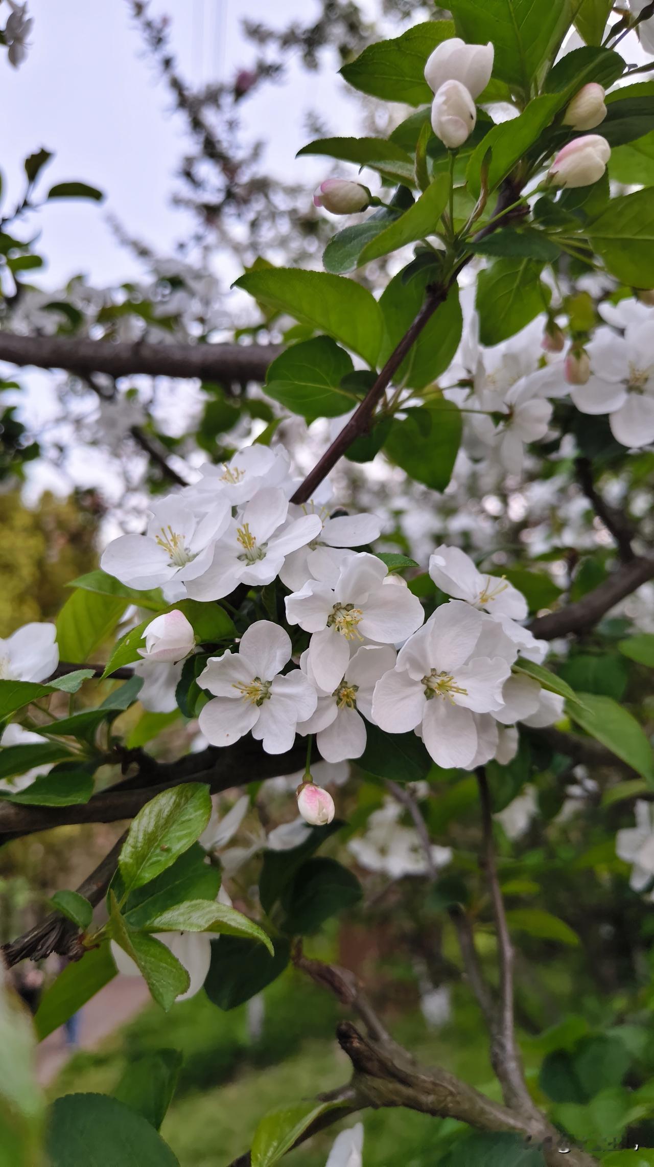 想把春天里的每一朵朵都留下来，永远保持着盛开时的样子。
