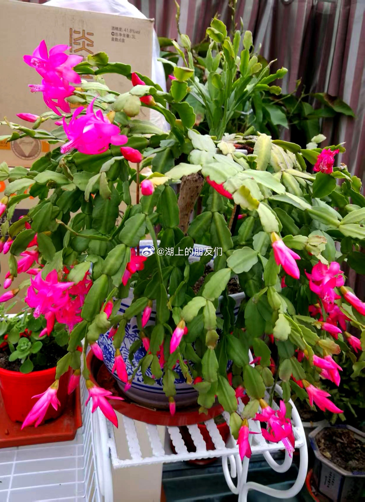 每天分享一个养眼花卉。随拍，我们家楼上阳光房里的一盆蟹爪兰。早安，新的一天！生活