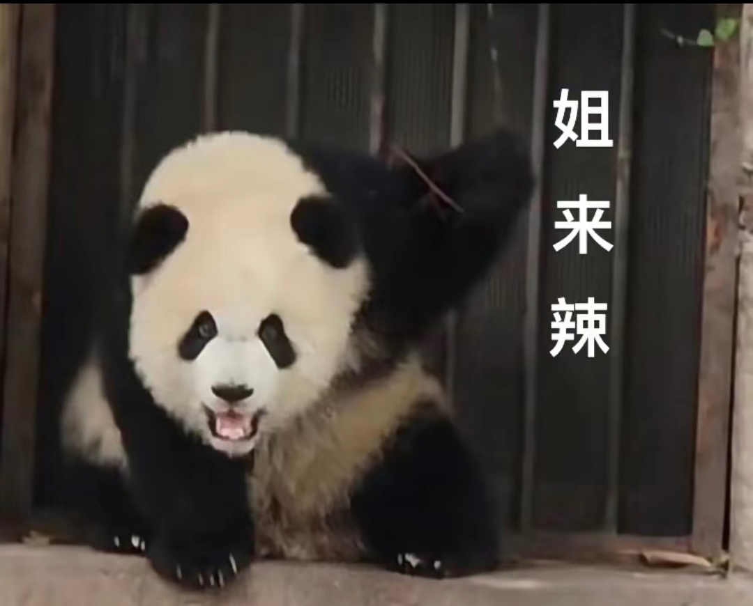 图图壮壮啥时候过来，我将在澳门守株待兔哈（没遇到也没关系，我会自己好好玩的） 