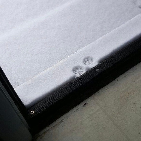 雪地上最可爱的脚印❄️ 