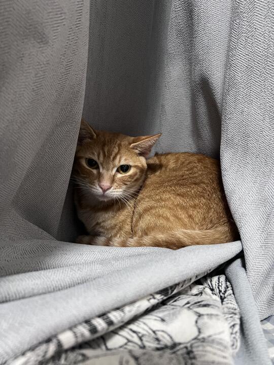 流浪小猫在室内不快乐应该放归吗