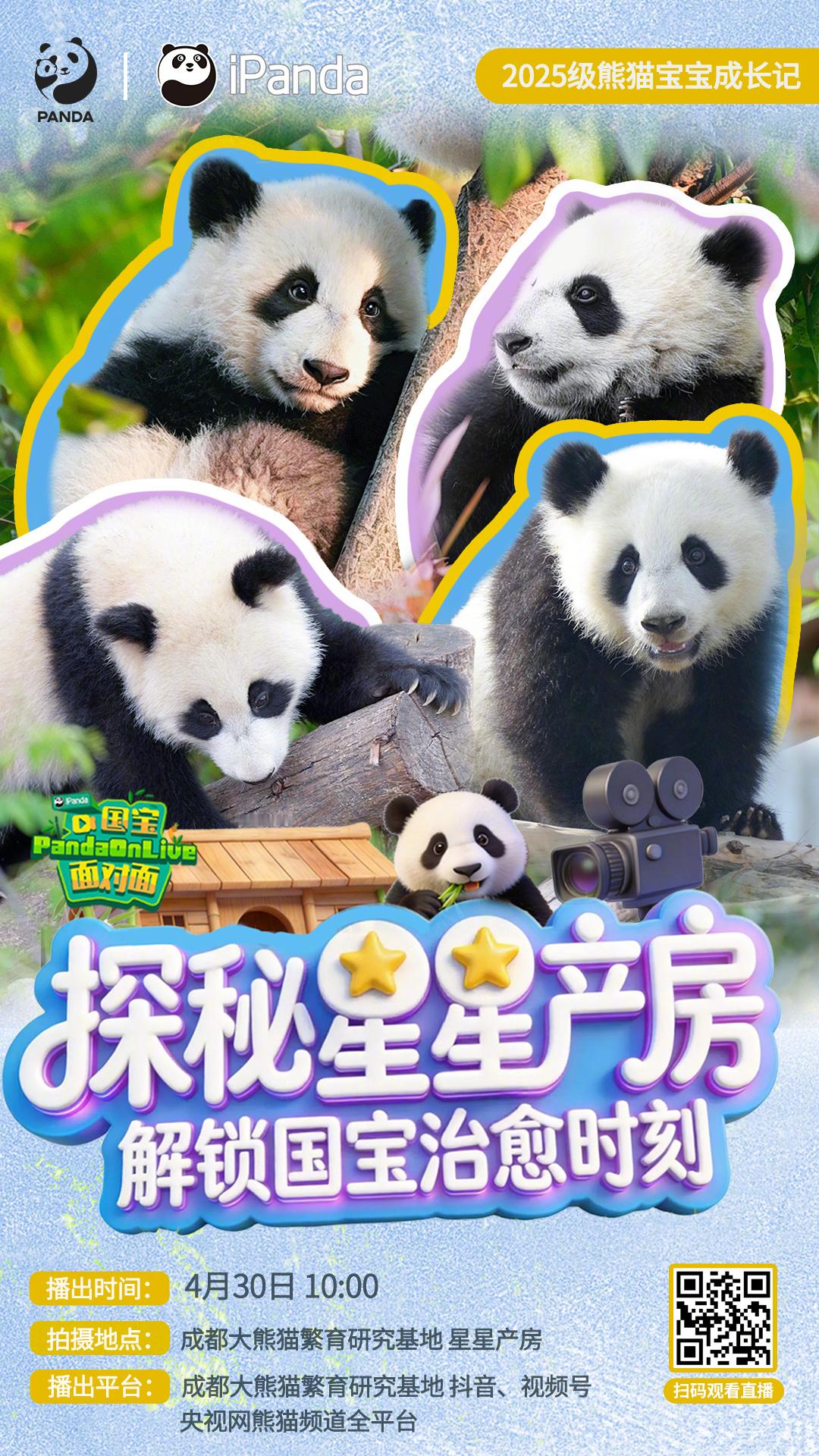 【播出预告：解锁2025级熊猫宝宝治愈时刻】来咯来咯，近距离围观“绩丽”、“北川
