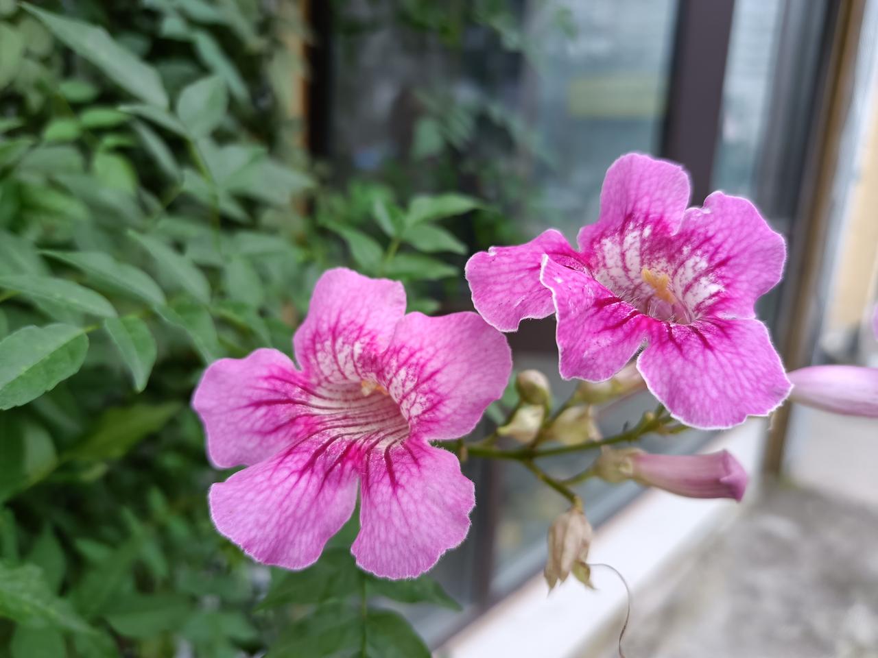 凌霄花，有粉色的，有橘红色的，你喜欢哪个？