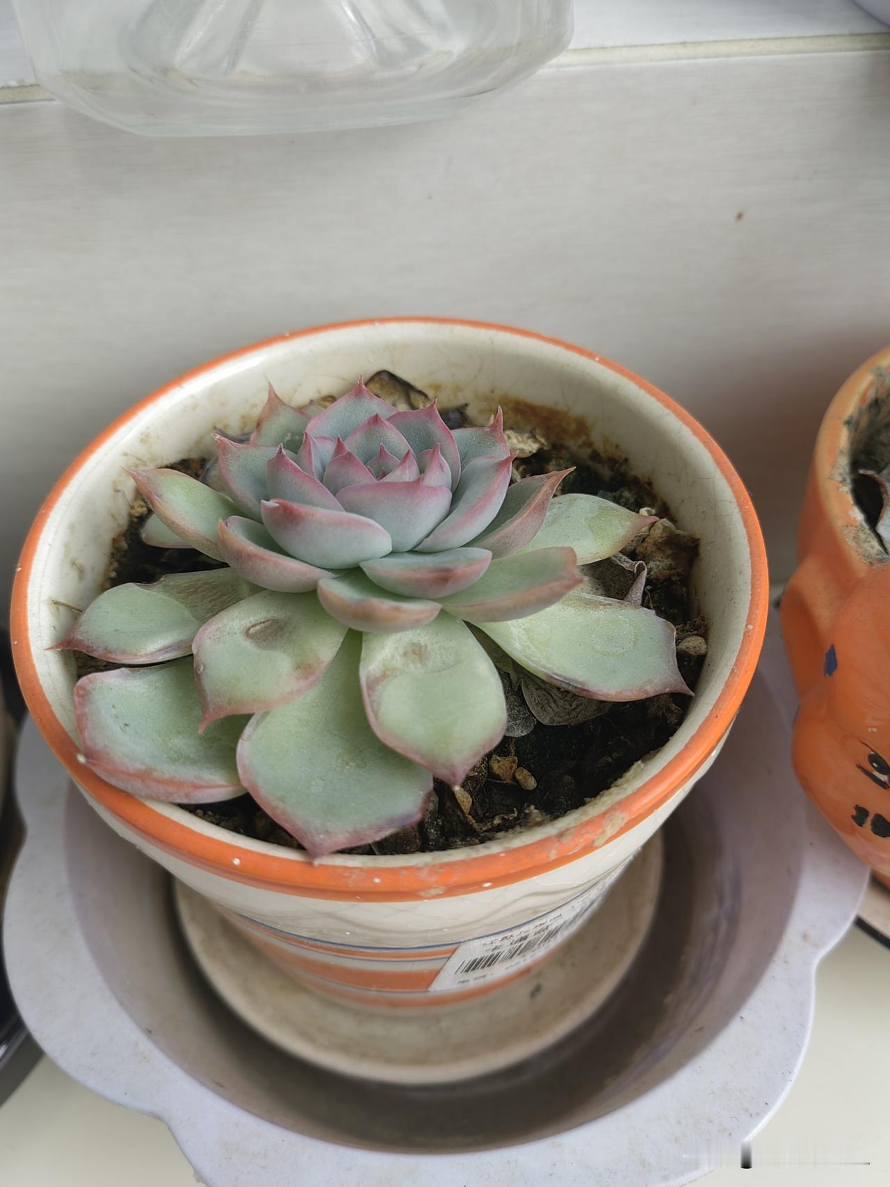 多肉植物小盆栽，清新可爱，适合居家装饰。