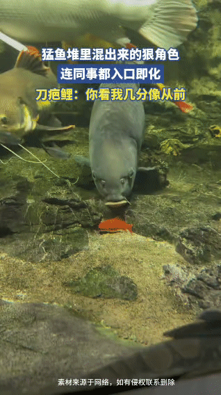 在猛鱼缸里混的鲤鱼，狠起来连同事都吃！
 
谁懂啊家人们！这哪里是普通鲤鱼，分明