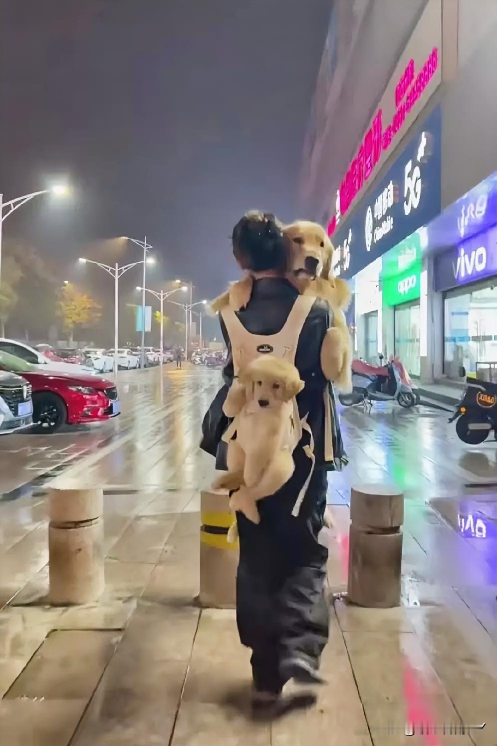 温情走心：雨夜街头，目睹了超暖心的一幕！

一位小姐姐怀里紧抱着一只体型壮硕的大