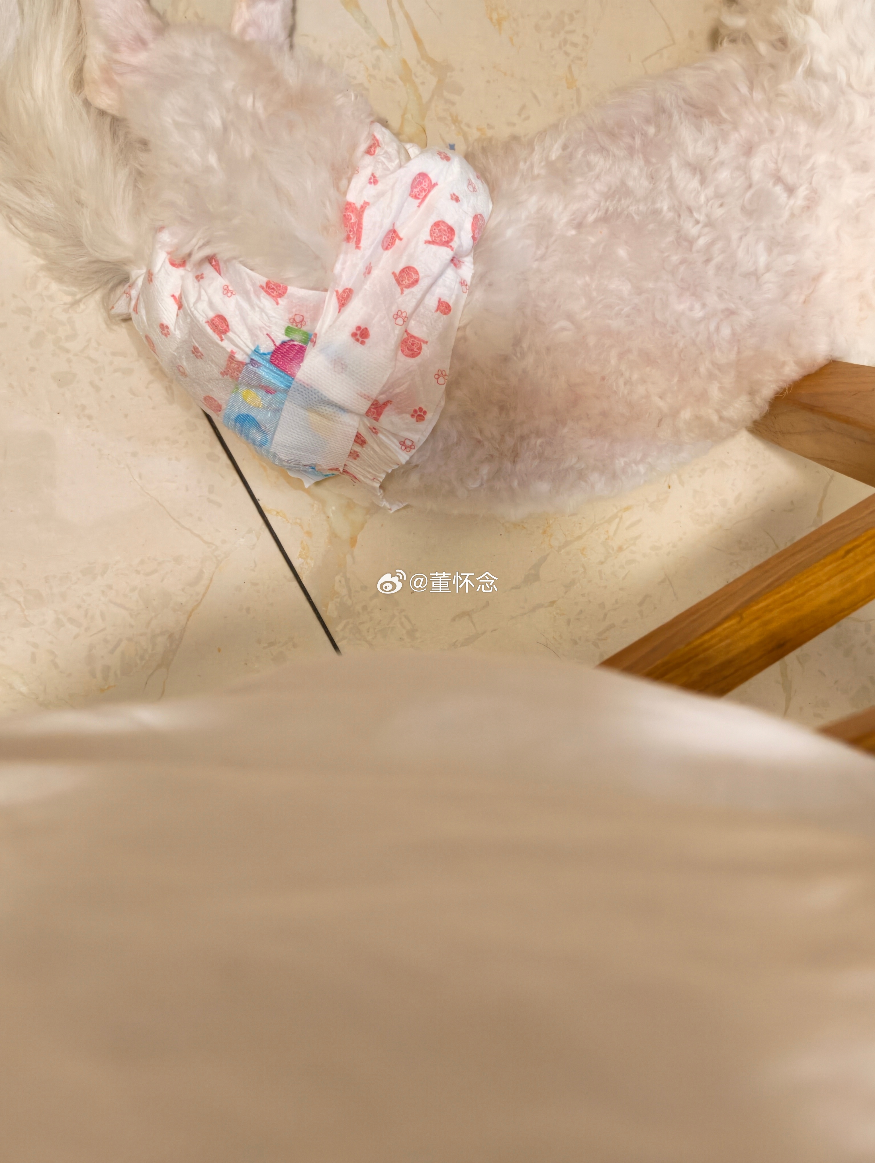 宠物拉拉裤 