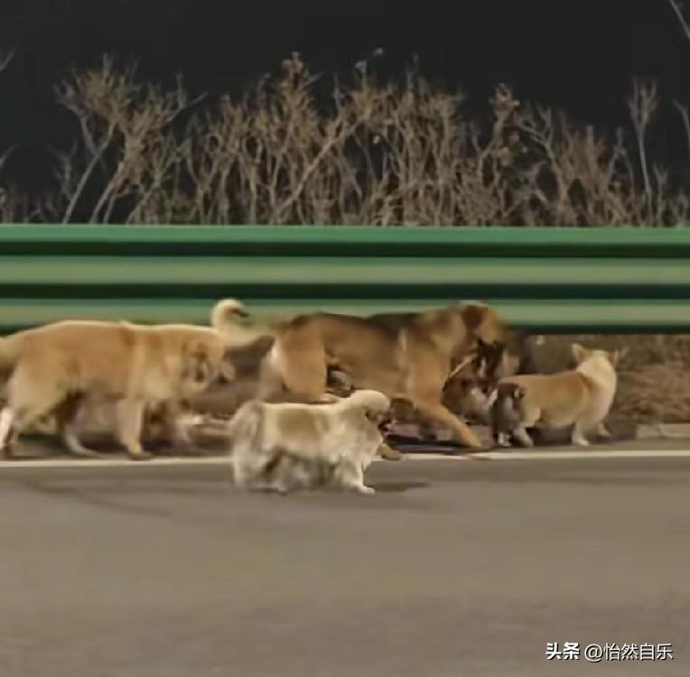 长春7只狗的事太让人意外了，刷的我是一愣一愣的。

原本疑似被狗贩子抓走，结果7