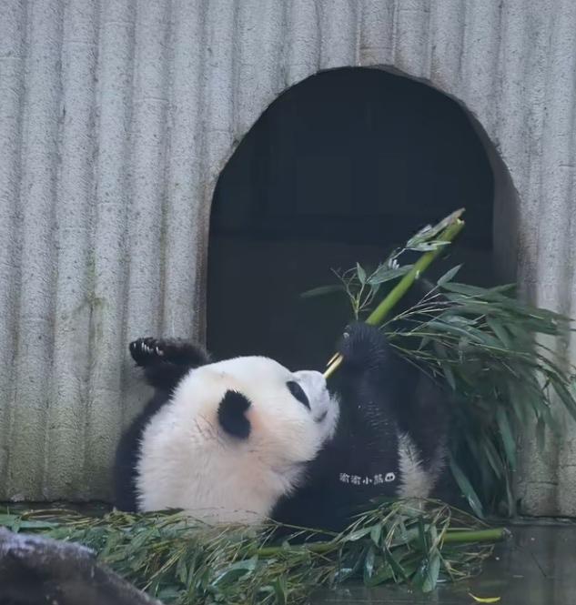 三妹儿好敬业呀，被大家评为虫洞劳模代表！它很善良很宠粉丝，不管是大太阳天还是大雨