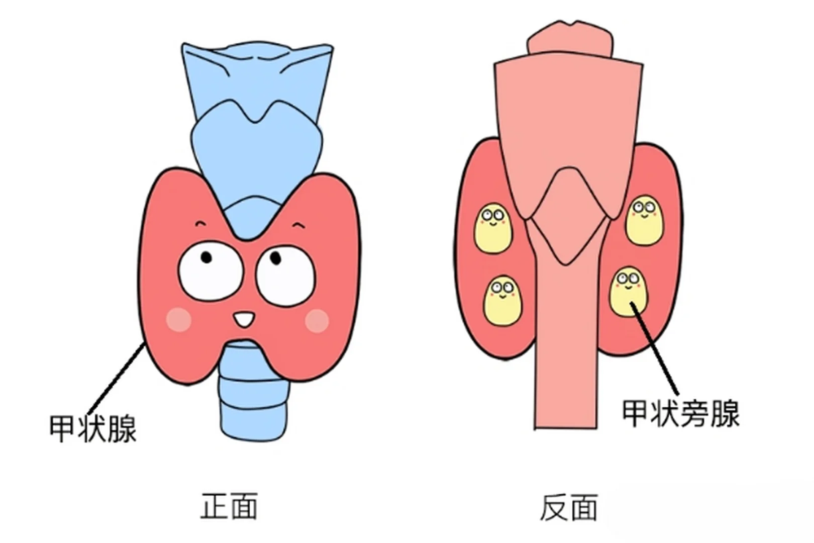 正常甲状旁腺的ABC你了解吗？