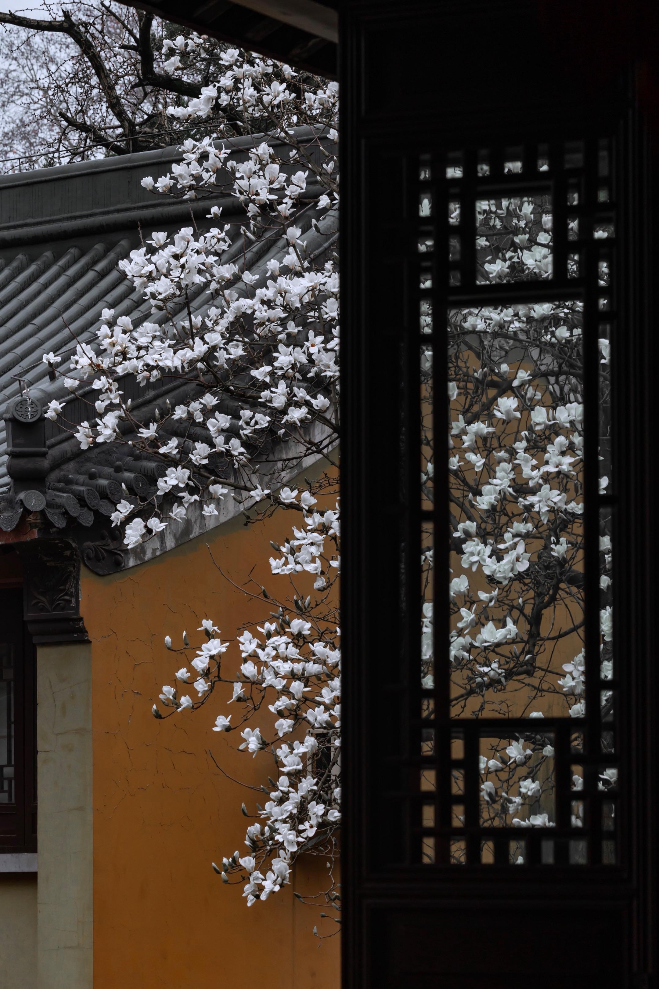 满级中式美学！南京玉兰把春天开成诗。春天的南京不只有梧桐 玉兰花才是三...