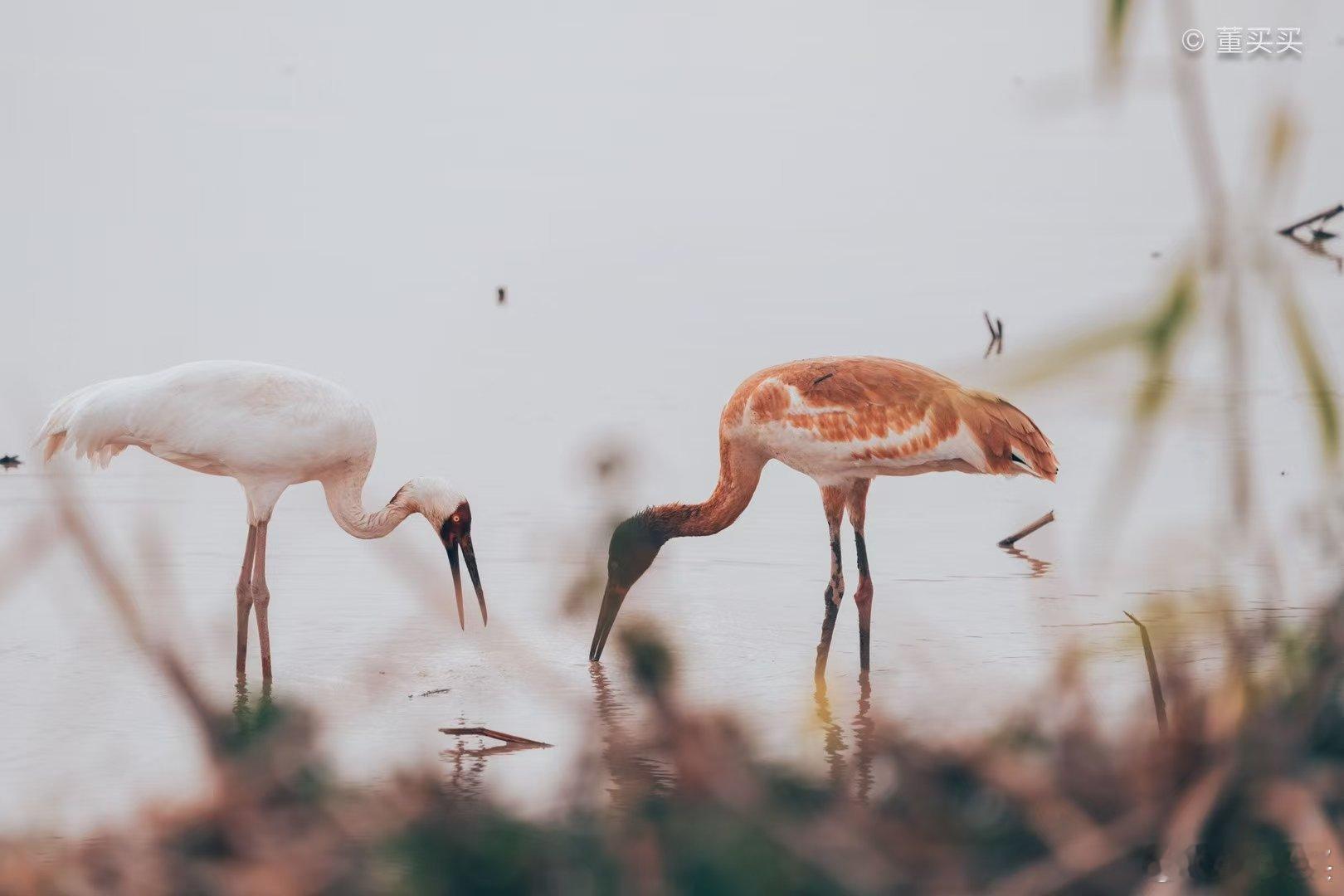 上个月自驾ET5T从上海开到海南，路过南昌，候鸟还没来，我视频里面说下个月再来：