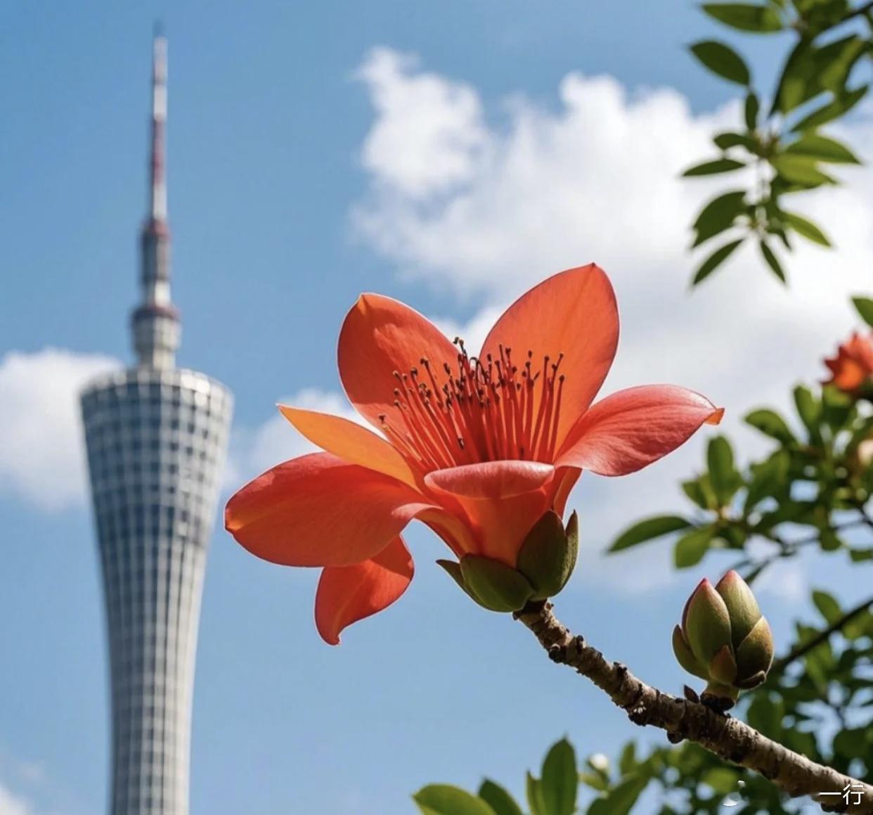 广东湿气克星是木棉花 在广东、木棉花不只是春天的颜值担当、它还是养生界的隐藏王者