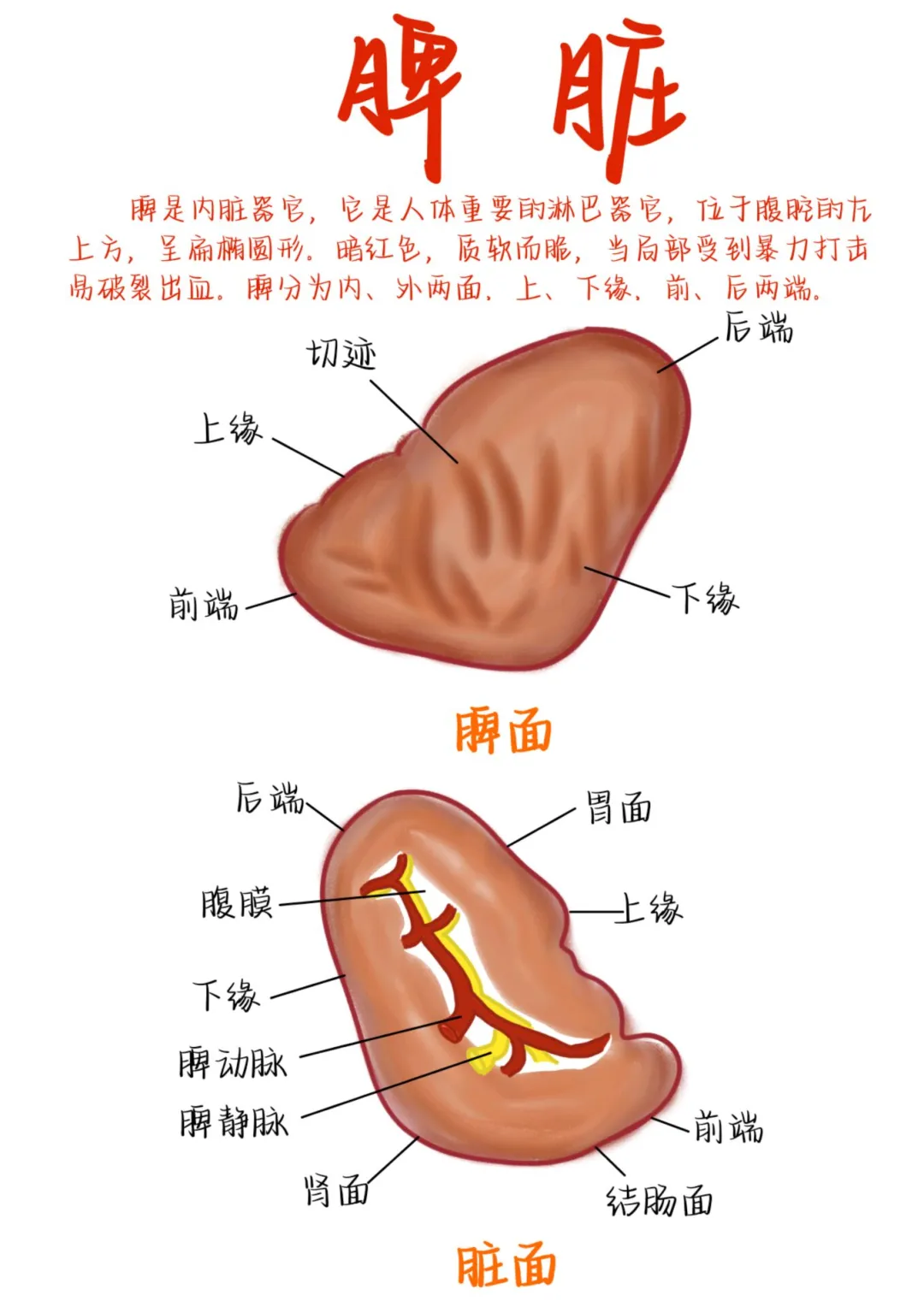 医学生笔记——脾脏
