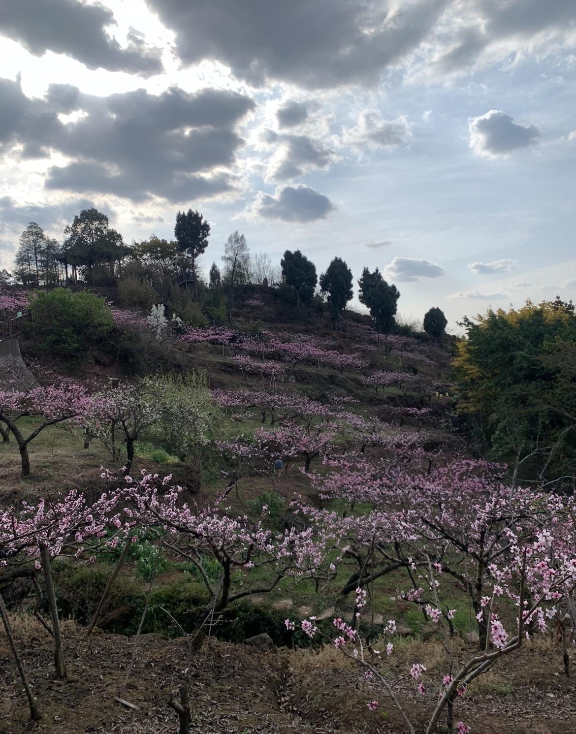 大爷骑行龙泉山，抄近路变成黄泉路！

73岁大爷和骑友骑行龙泉山春游赏花，返程时