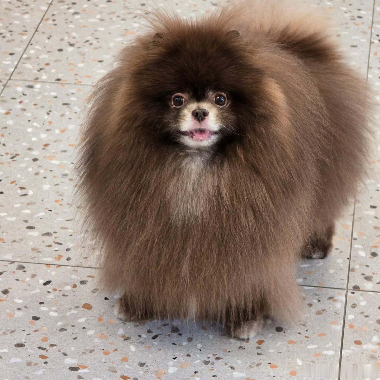 ❤️我家心肝🐕 