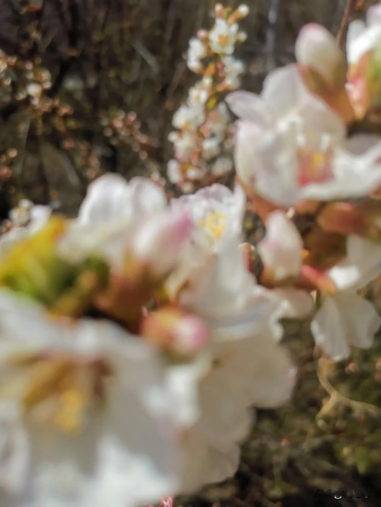 首发原创/刘忠学
窗下迎春黄花鲜，杏花桃花同时绽。
南方花开花已落，果实累累让人