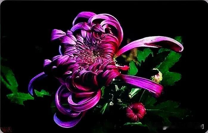 红枫染秋色，
紫菊含日光。