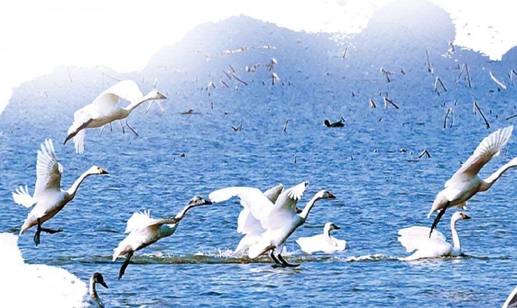 ​​建湖地处江淮生态经济区的核心板块，境内湖、荡、河、渠星罗棋布，湿地、平原、林