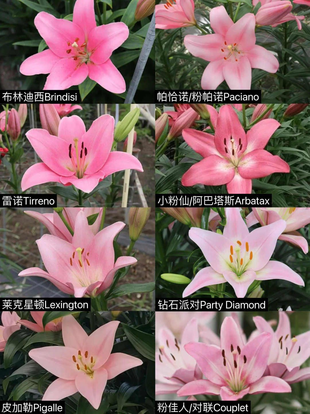 粉色LA百合图集
