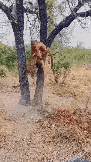 速度决定食物的归属。