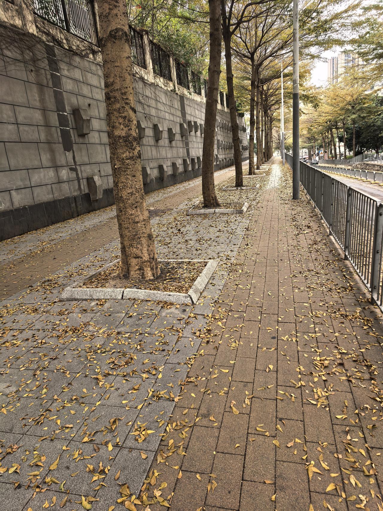 小年一过，深圳一些路段只有落叶，不见行人。这里平时买菜的，上下学的，接送孩子的，