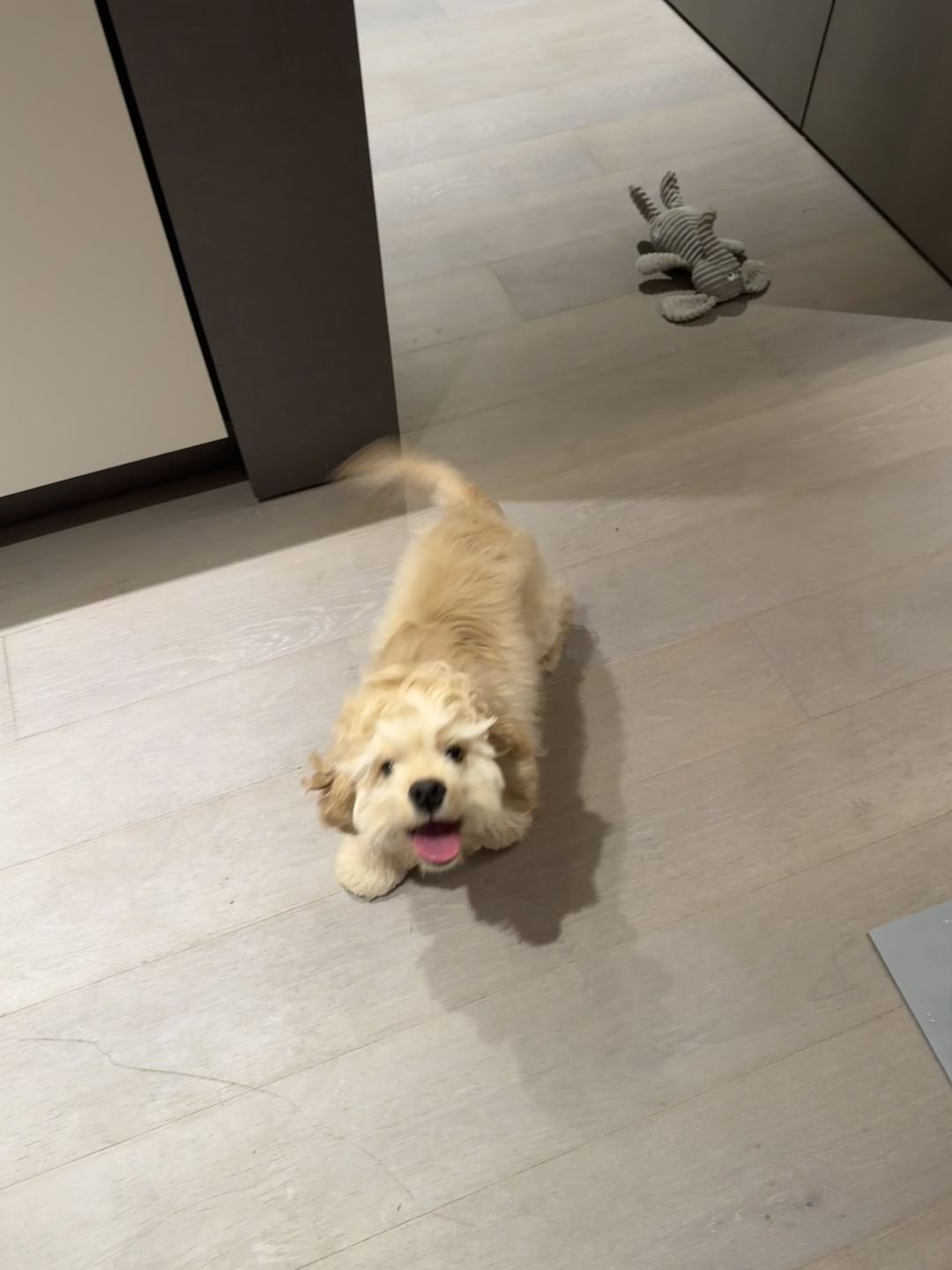 小狗会把快乐的情绪传染给你 