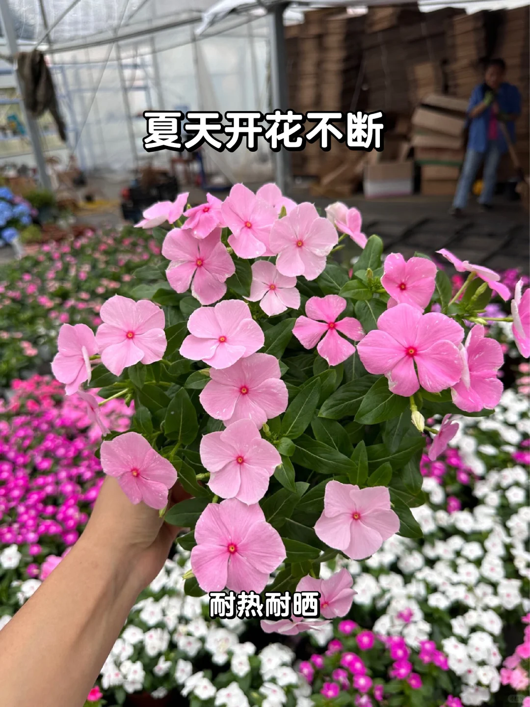 夏日必备🌞耐热长春花