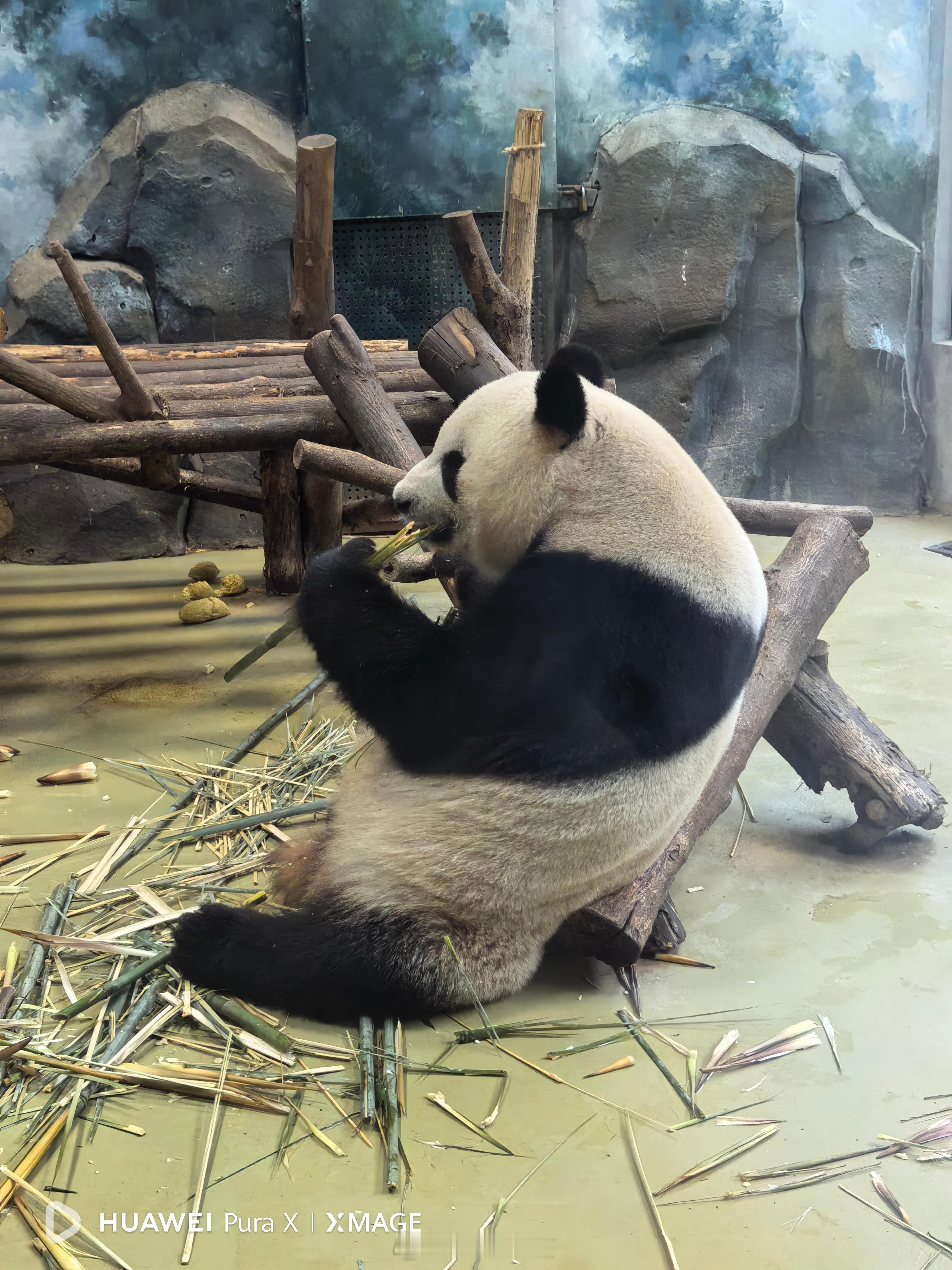 下午去看大熊猫和小熊猫了🐼太可爱了！就是天气太热了大熊猫都在室内并且一直在走路