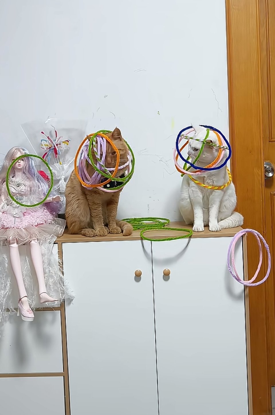 我家猫这么乖就好了我开直播一个墨镜🕶️十个⭕