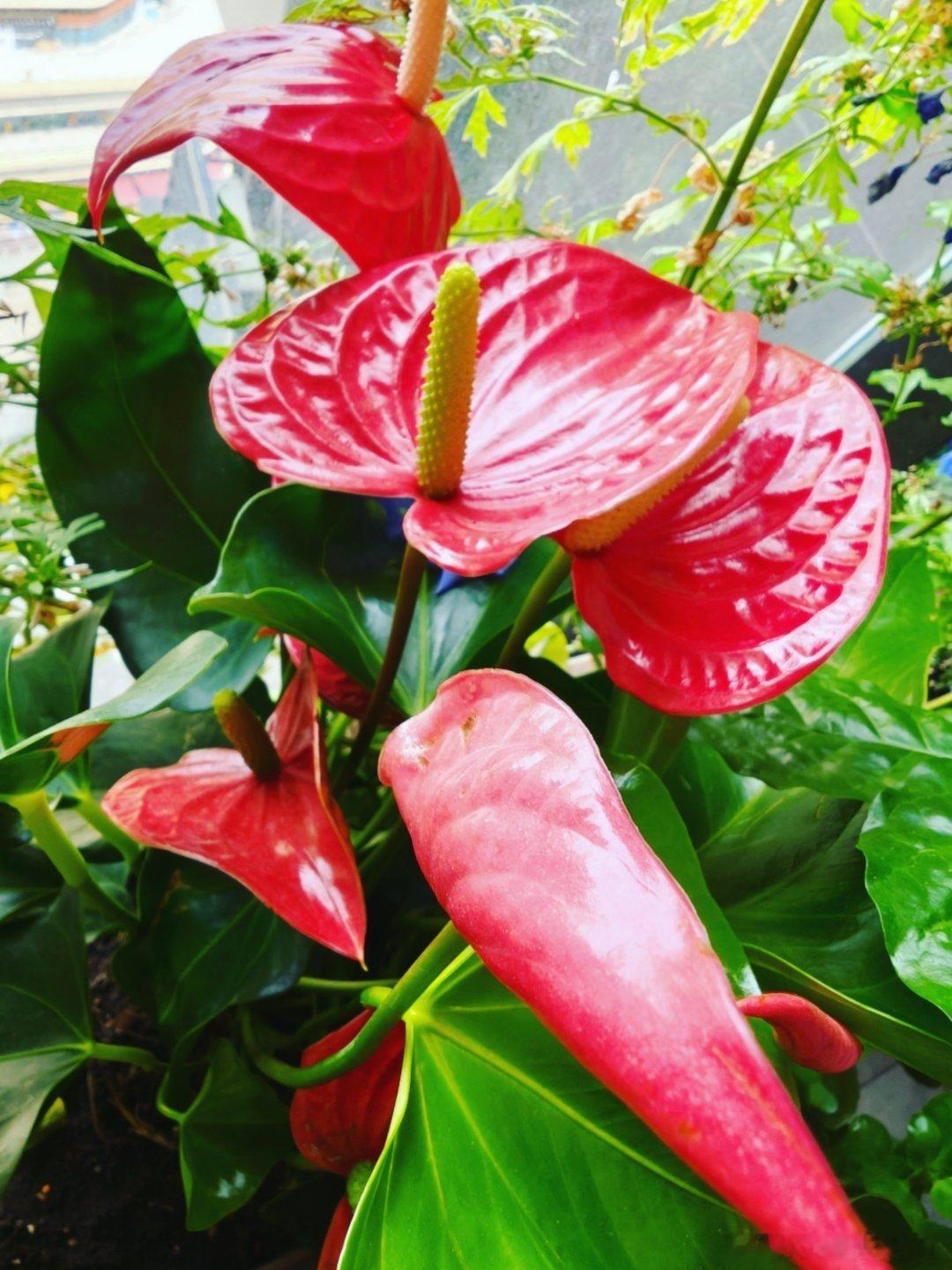 1. 窗边花🌸开得热闹，家里小棉花乖乖发呆，幸福感双倍拉满！布偶猫随手拍