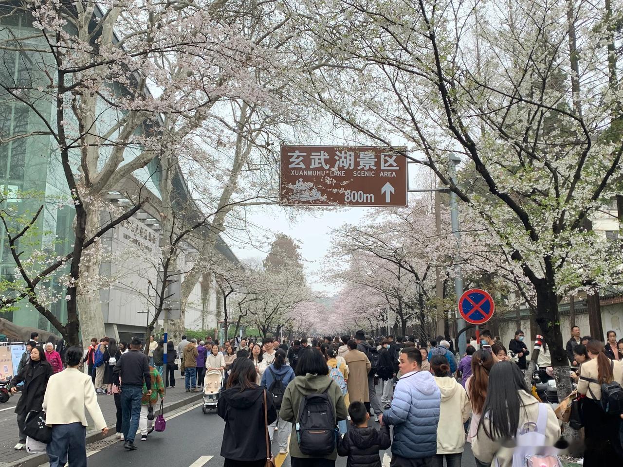 #翠湖看樱花# #春日生活打卡季# #鸡鸣寺# 🚶‍♂️🚶人群熙熙攘攘，休闲