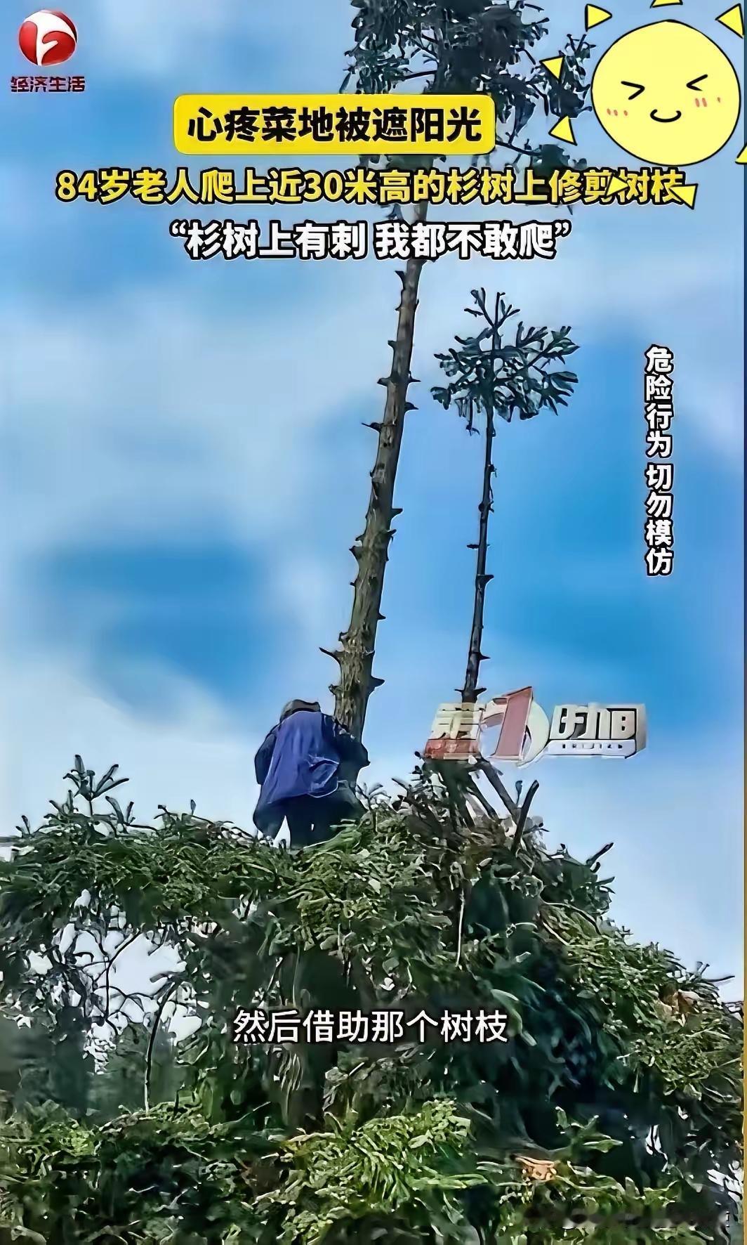 湖南这位84岁老人也太猛了！为了让菜地多晒点阳光，直接徒手爬上近30米高，相当于
