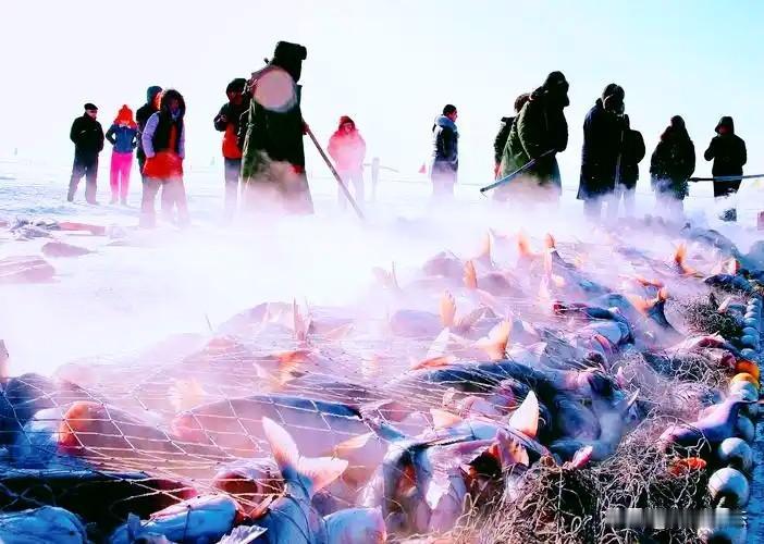 京东之所以拍这个，是因为京东生鲜的查干湖鱼卖的很好。
一条头鱼，就可以赚回查干湖